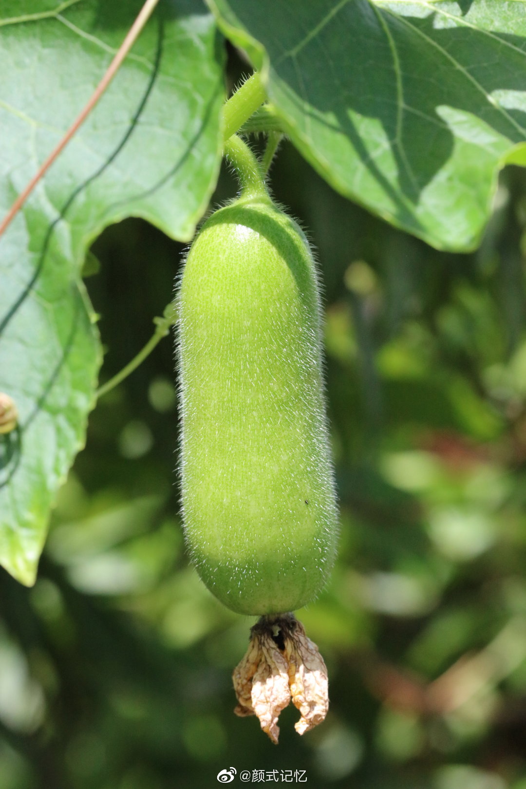 家常菜一一节瓜.嫩瓜,老瓜均可口.天台弄花拍摄