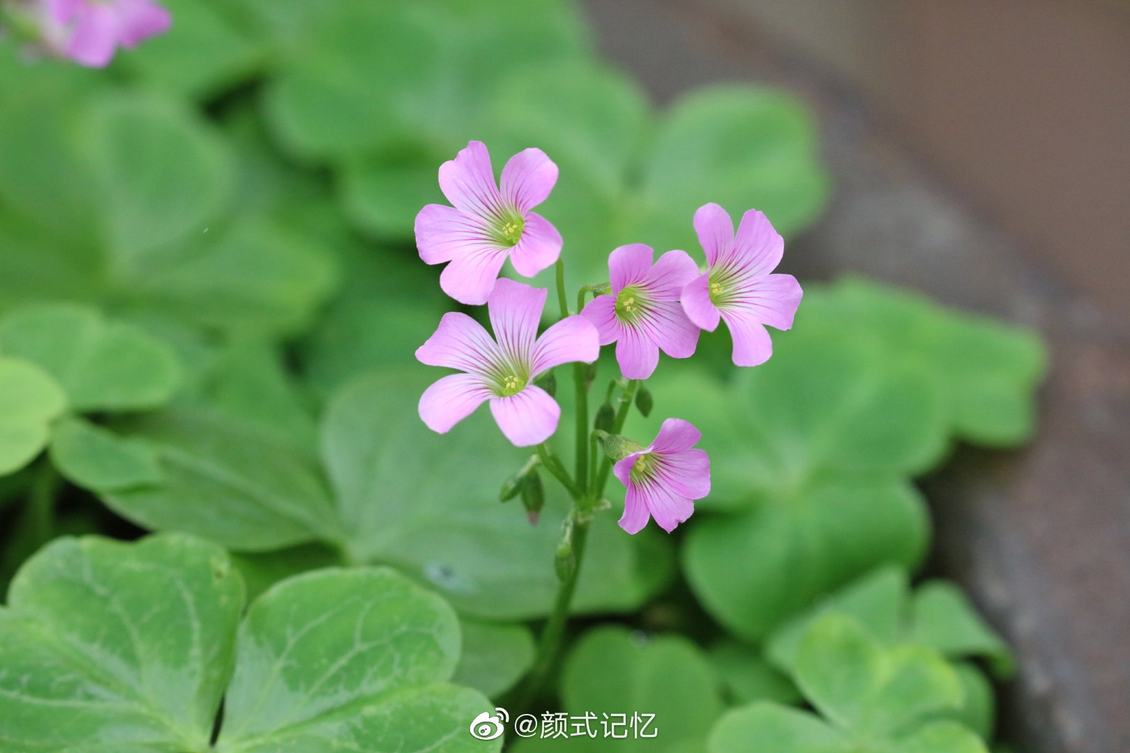 璀璨的心一一红花酢浆草(幸运草).这花很粗生_高清图集_新浪网