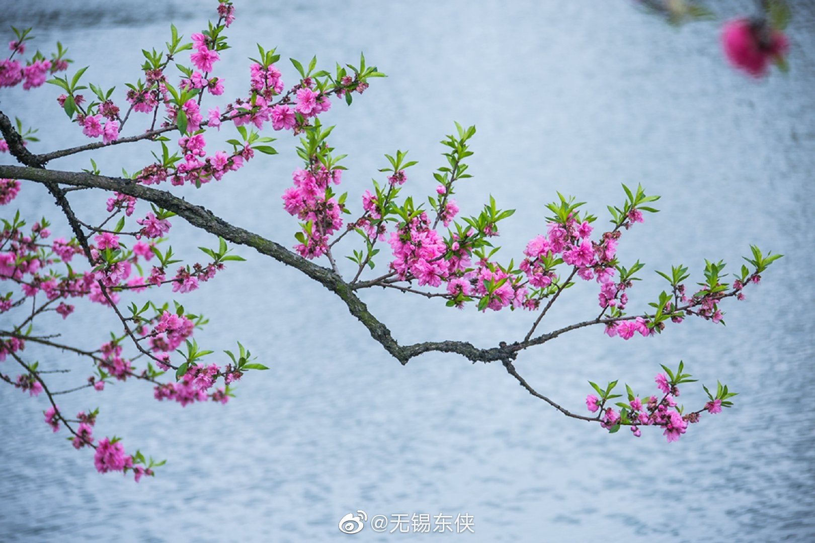 桃之夭夭灼灼其华无锡蠡园的桃花特立独行屹立在蠡湖水边