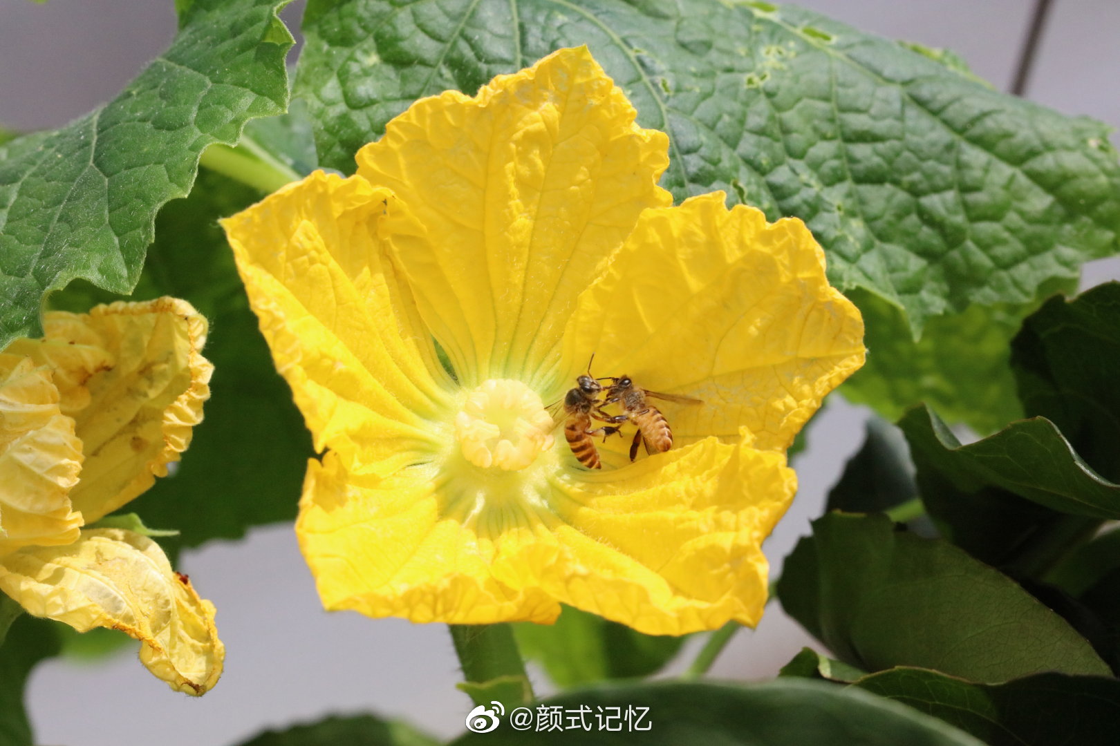 蜂迷金花 种瓜赏花 一一节瓜花 节瓜 喜欢吃吗 家常小菜
