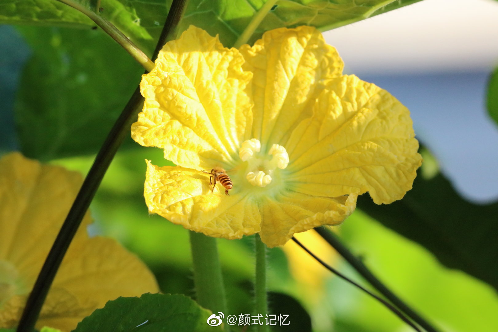 蜂迷金花 种瓜赏花 一一节瓜花 节瓜 喜欢吃吗 家常小菜