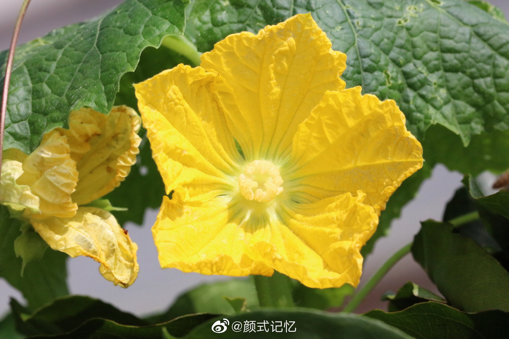 金花(种瓜赏花)一一节瓜花.节瓜,喜欢吃吗?家常小菜