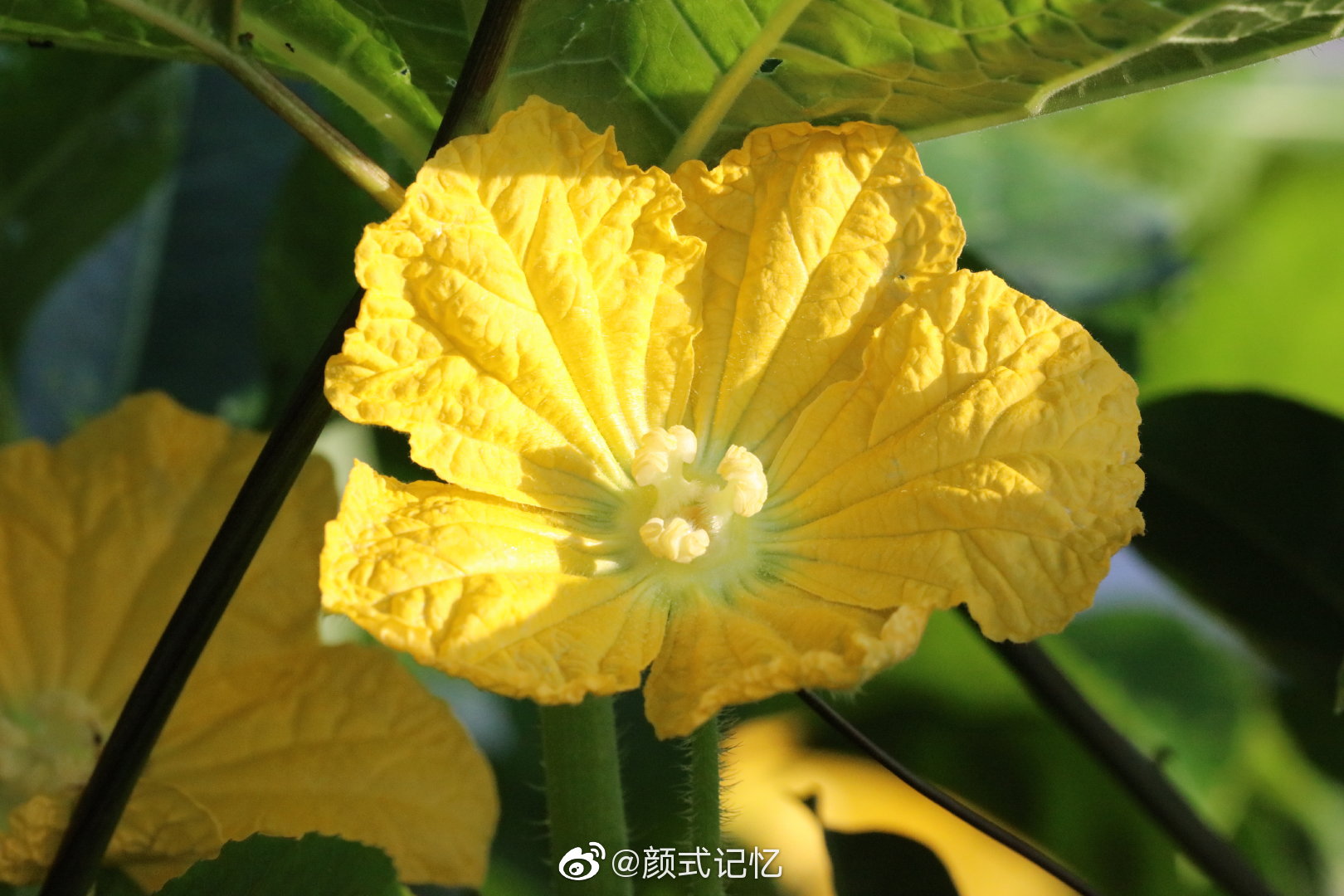 金花 种瓜赏花 一一节瓜花 节瓜 喜欢吃吗 家常小菜