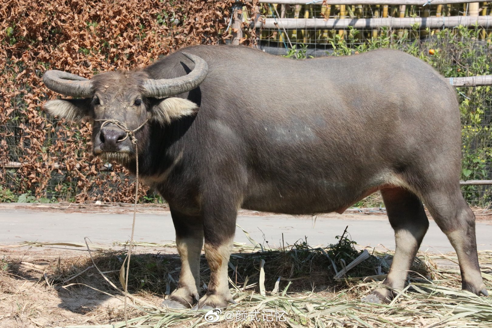 祝愿大家:身体,事业,学业一样的牛!