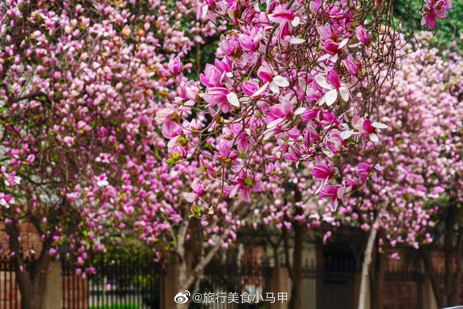 春天百花争艳 春天百花争艳