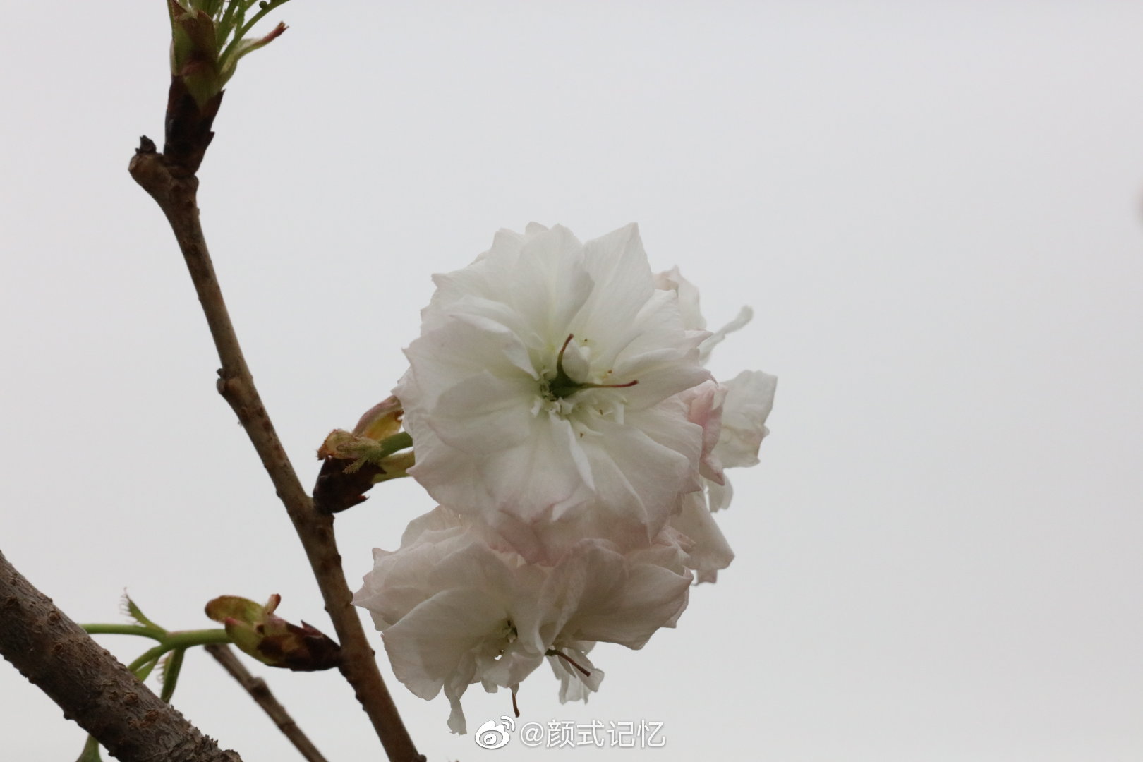 纯洁文静天下一品美姿一一白花重瓣樱花日本晚樱灿烂盛