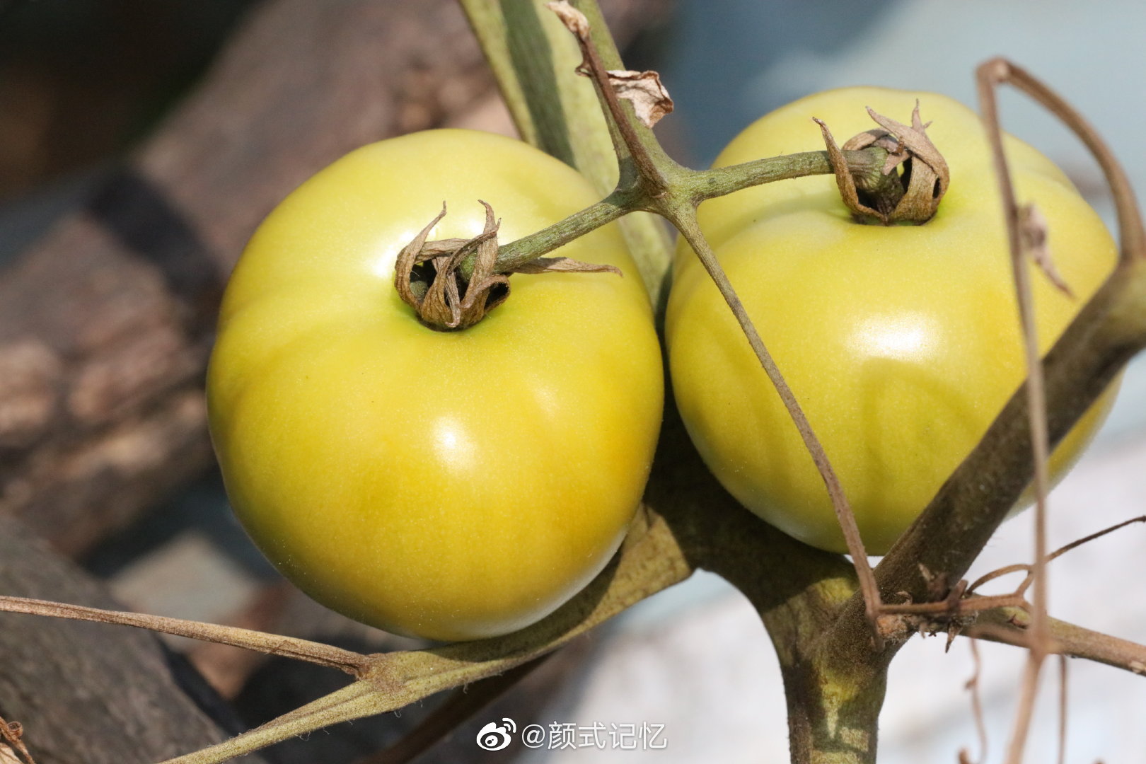 "狐狸的果实" "狼桃" "爱情果"