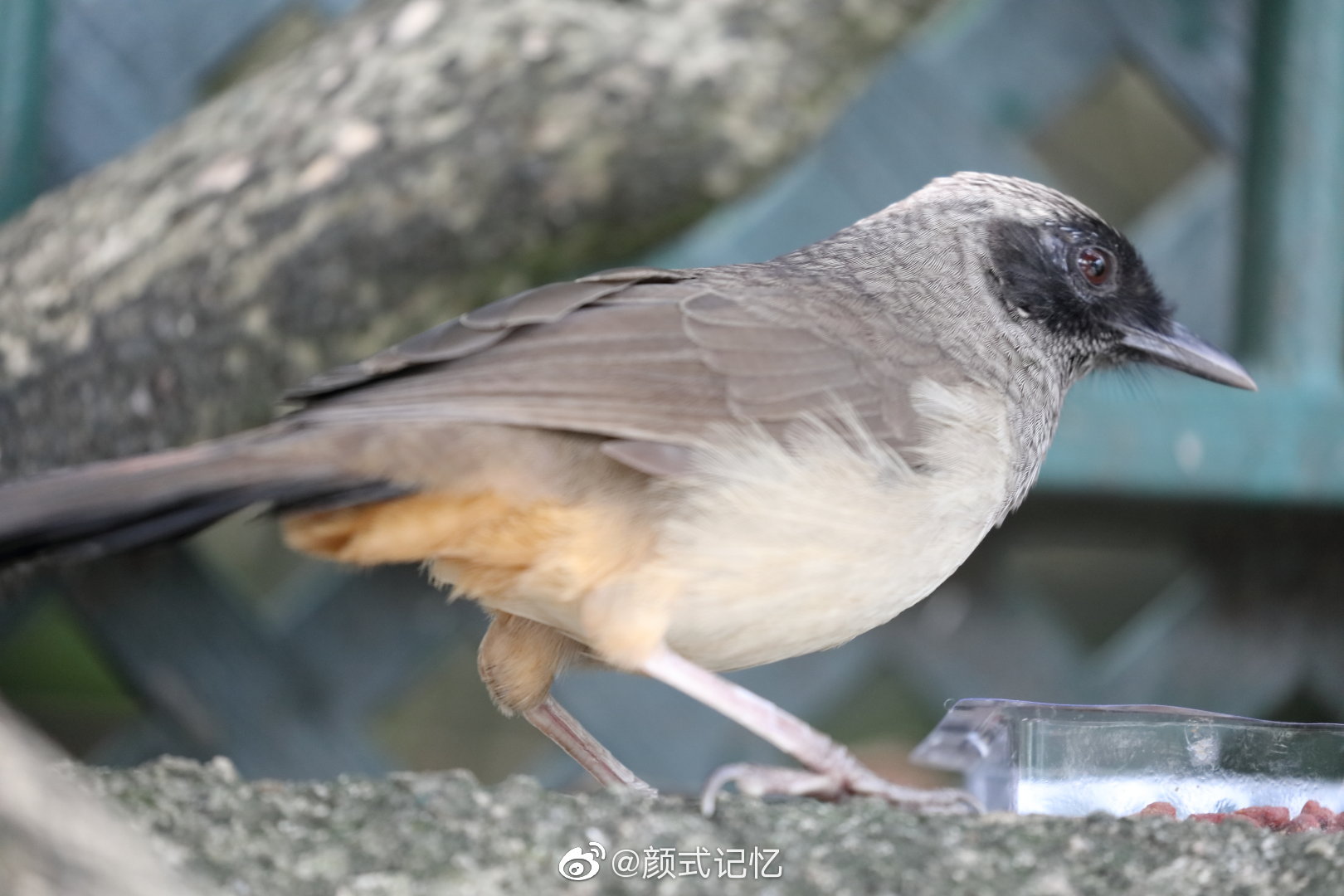 黑顶林莺(鸣声圆润)一一旅游拍摄