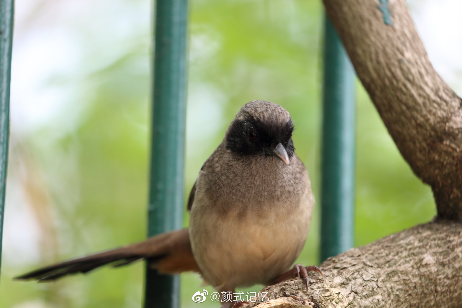 黑顶林莺(鸣声圆润)一一旅游拍摄