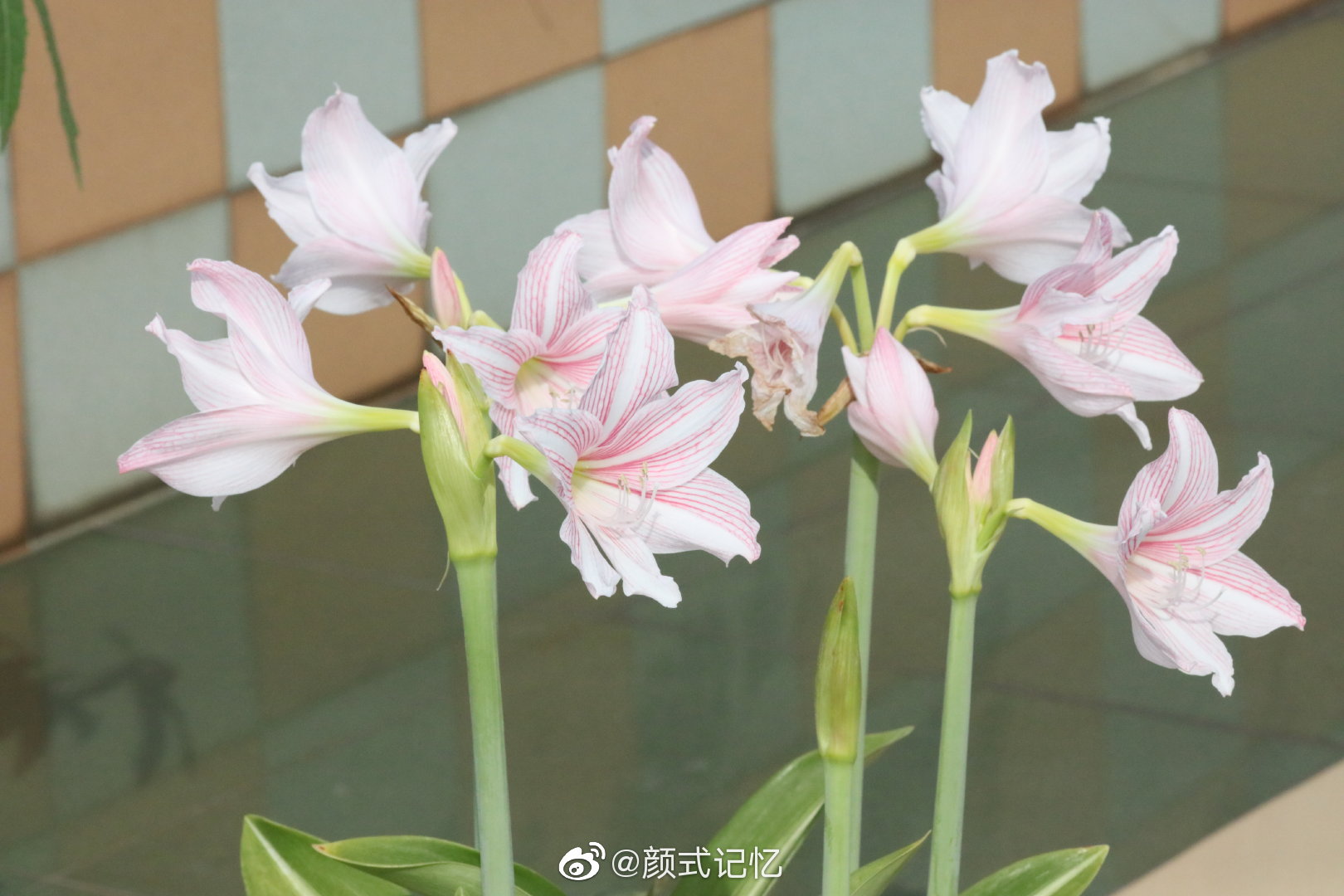 渴望被爱追求爱一一白肋朱顶红天台弄花拍摄