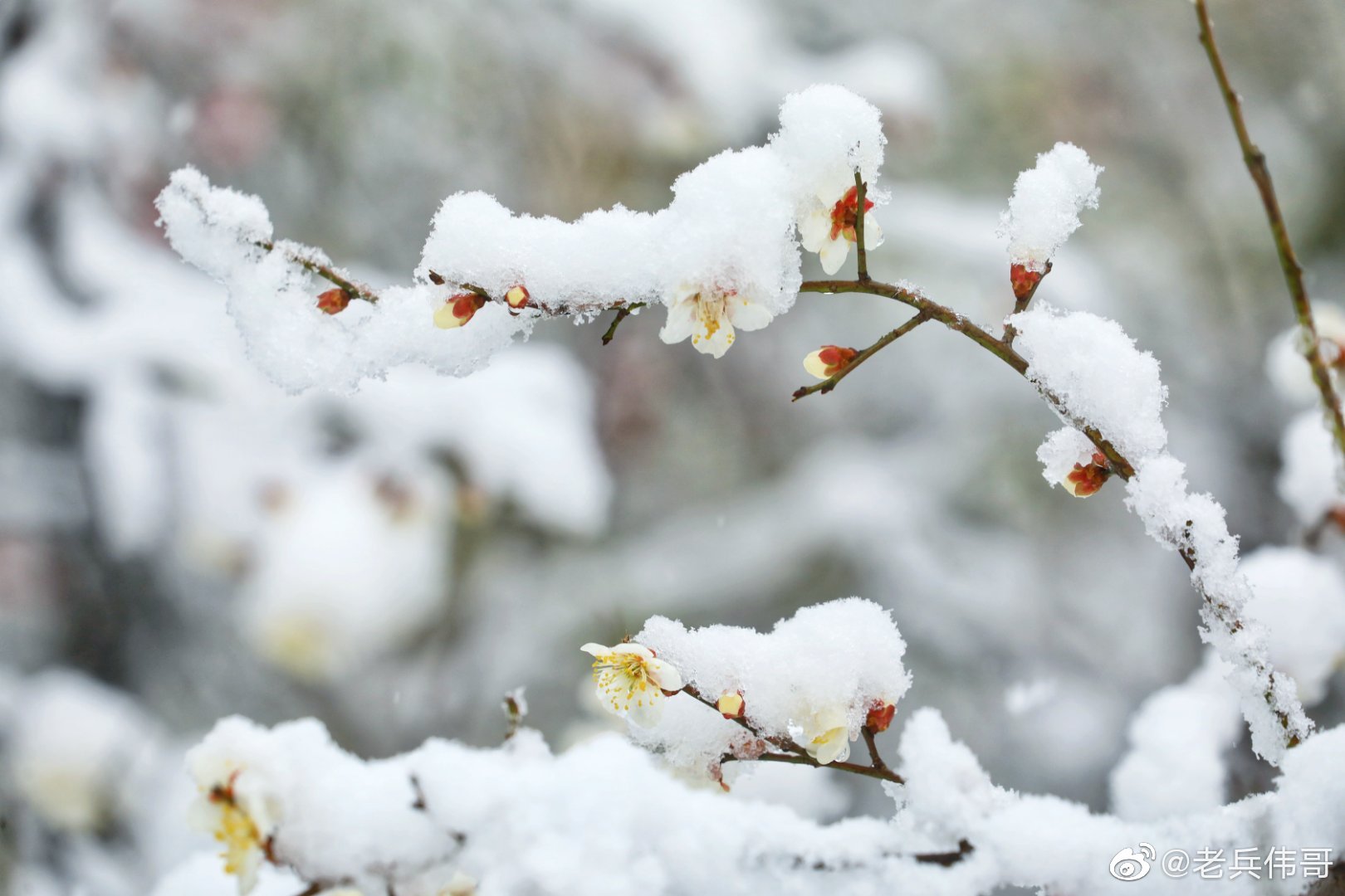 虎年新春,一场大雪不期而至,江南正值梅花绽放……__财经头条