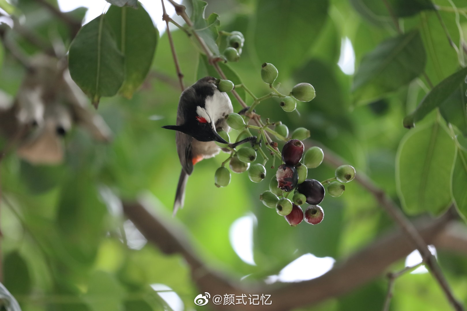 性活泼 善鸣叫(鸣声轻快悦耳)一一红耳鹎(红屎忽)……_高清图集_新浪
