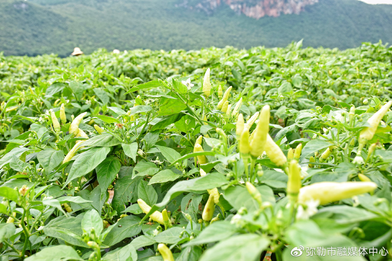 时下,正是五山乡高山小米辣上市的季节,在全乡8个村的辣椒地里,一片绿