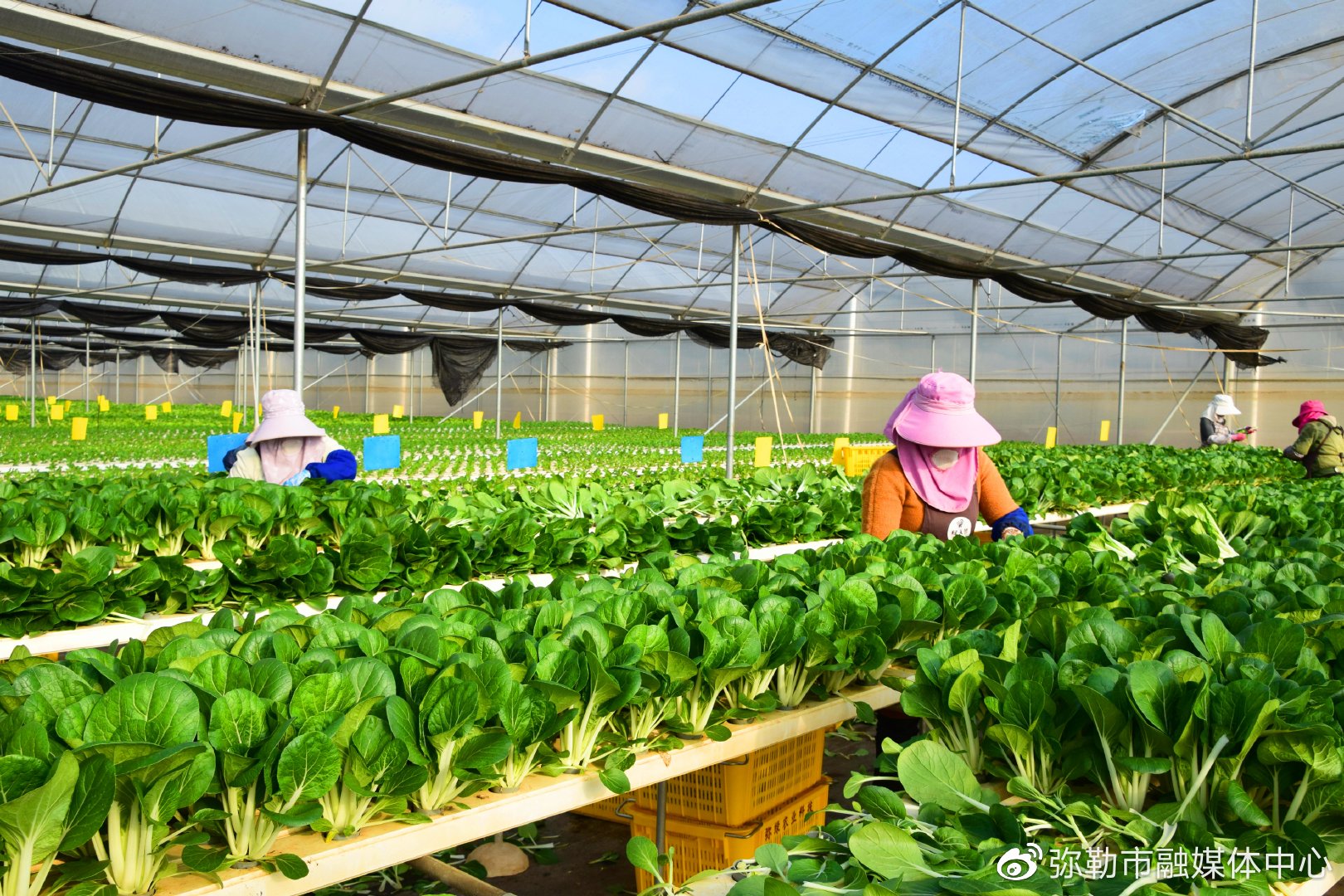 绿色食品云南此地,34.84万吨蔬菜销往全国各地__财经头条