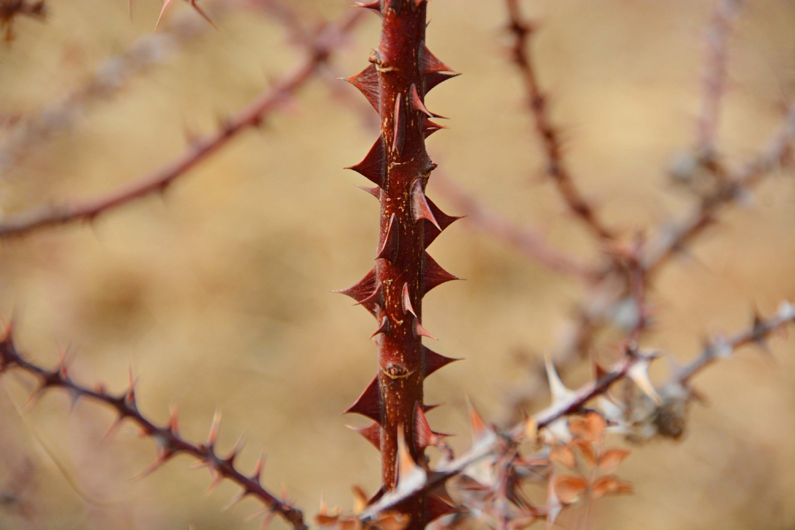 刺枚树枝干,原创拍摄__财经头条