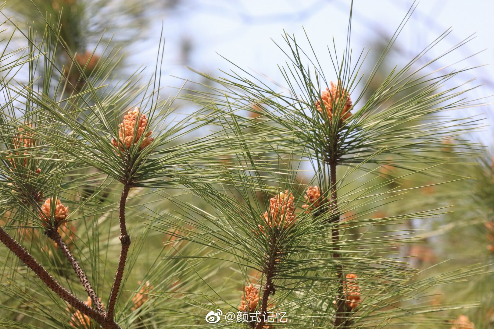 马尾松树(马尾松树皮的功效与作用)