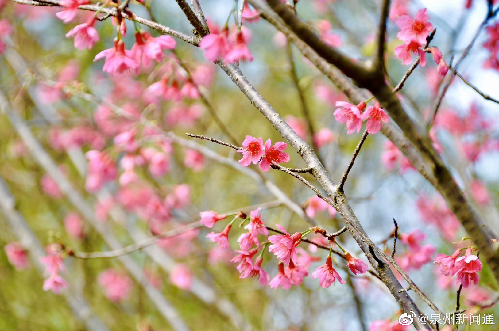 泉州少林寺樱花已开,樱花盛开是希望的象征,代表温柔与高雅