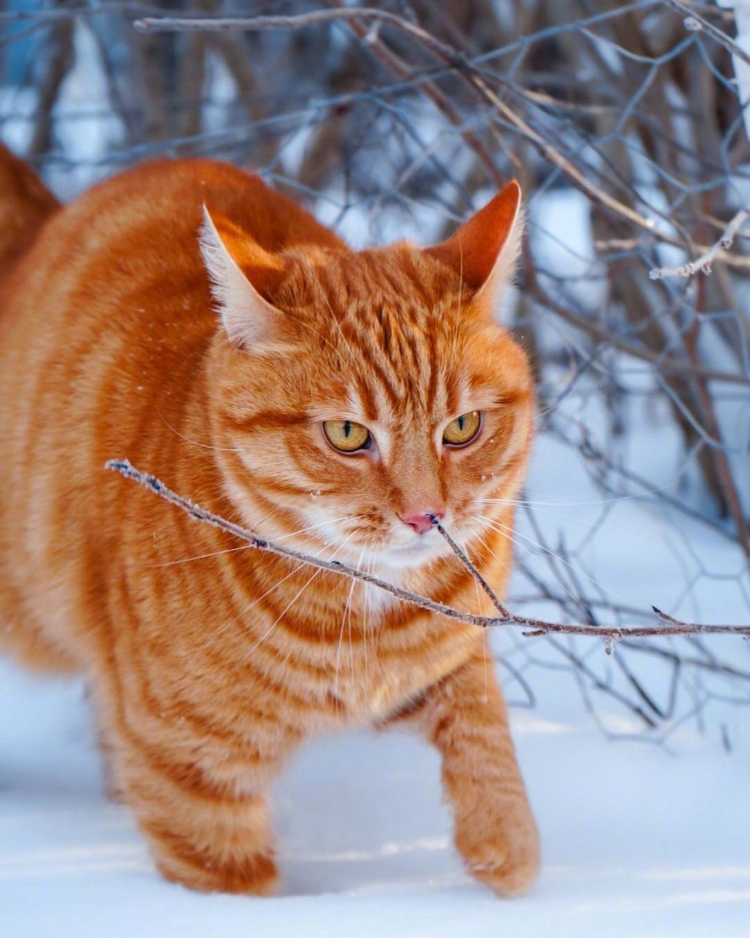 在雪地里分外亮眼的橘猫 ~__财经头条