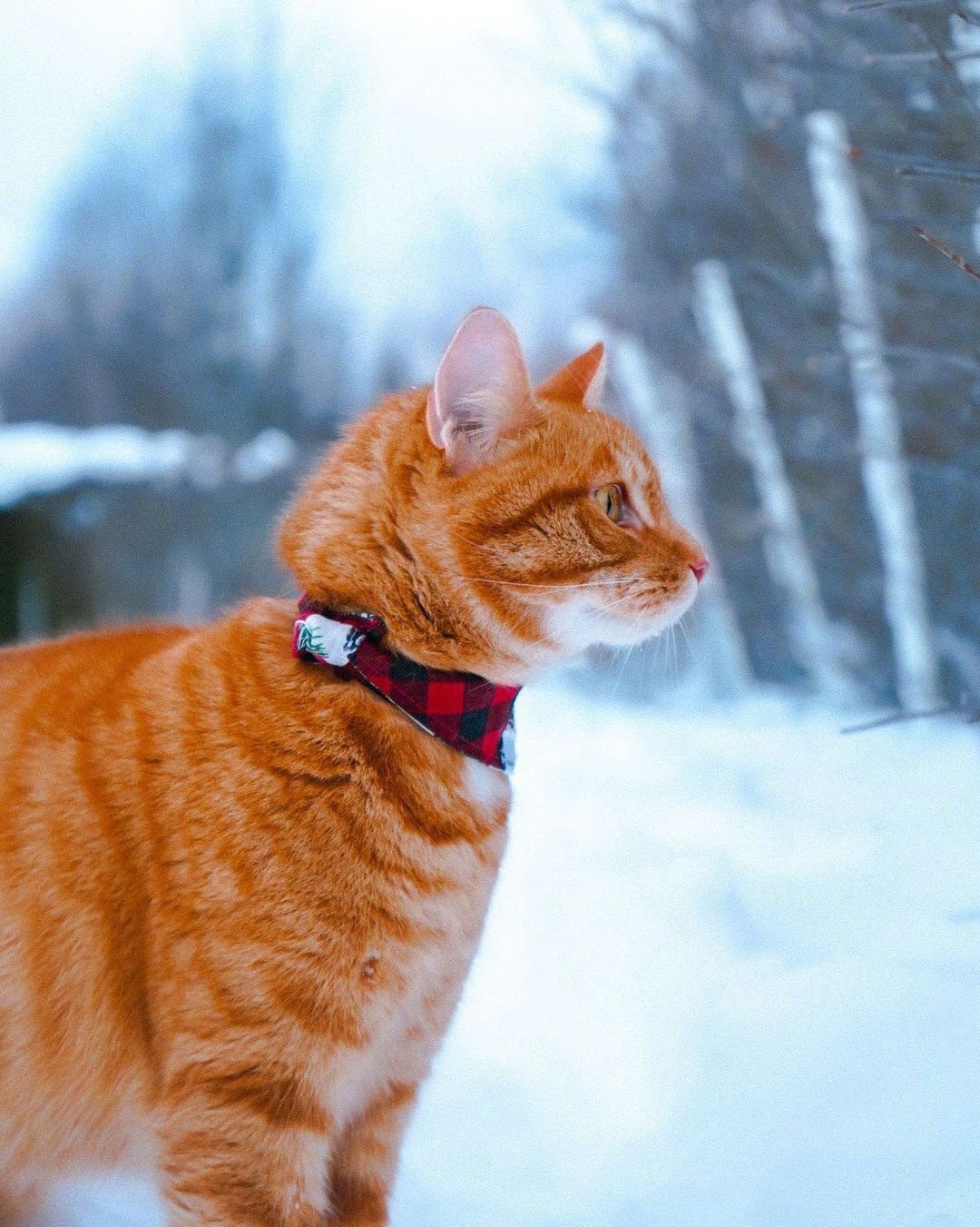 在雪地里分外亮眼的橘猫 ~__财经头条
