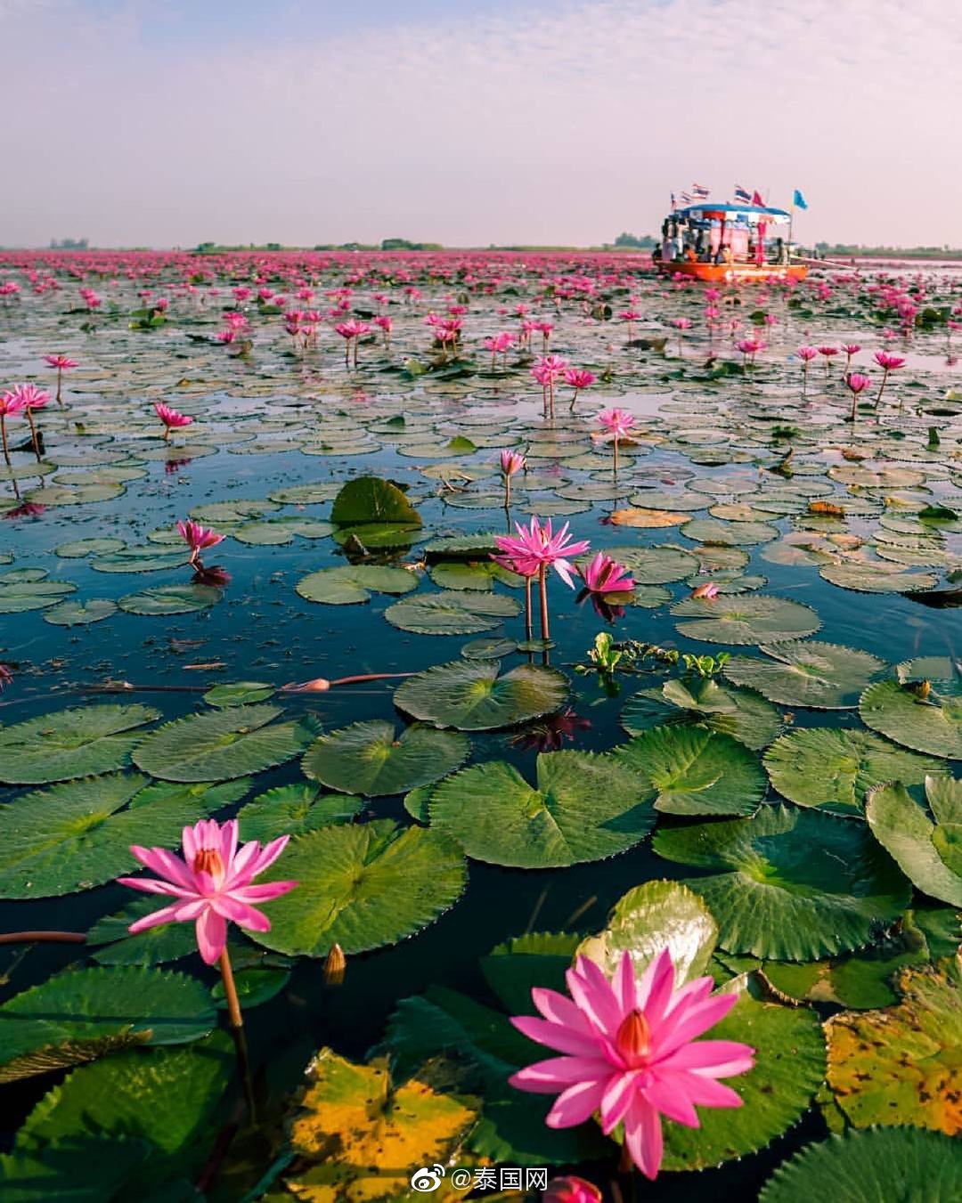 泰国红莲湖,恍如人间仙境,世外桃源_高清图集_新浪网