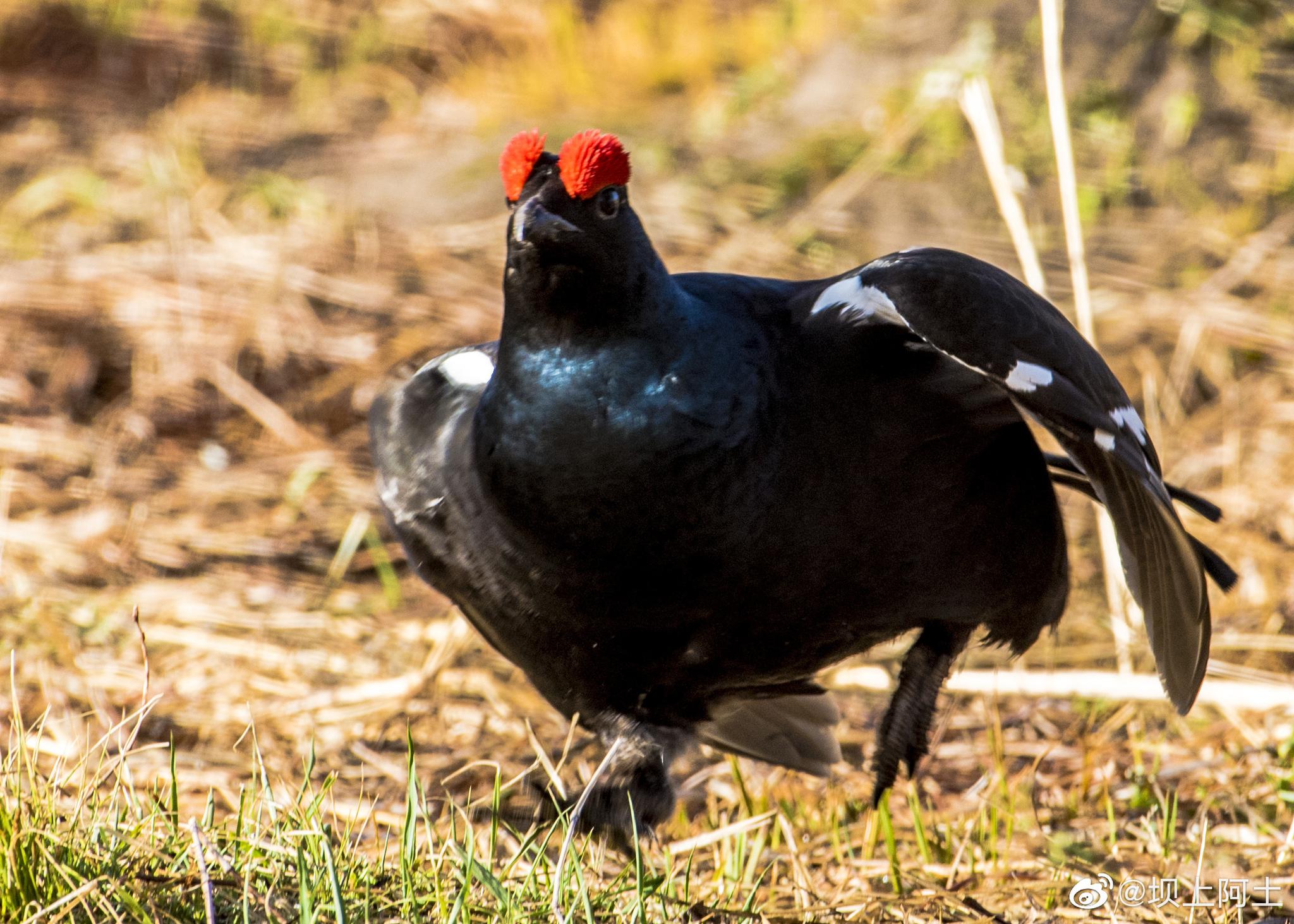 大鸨,国家一级保护动物,奥地利国鸟;黑琴鸡,国家二级保护动物_高清