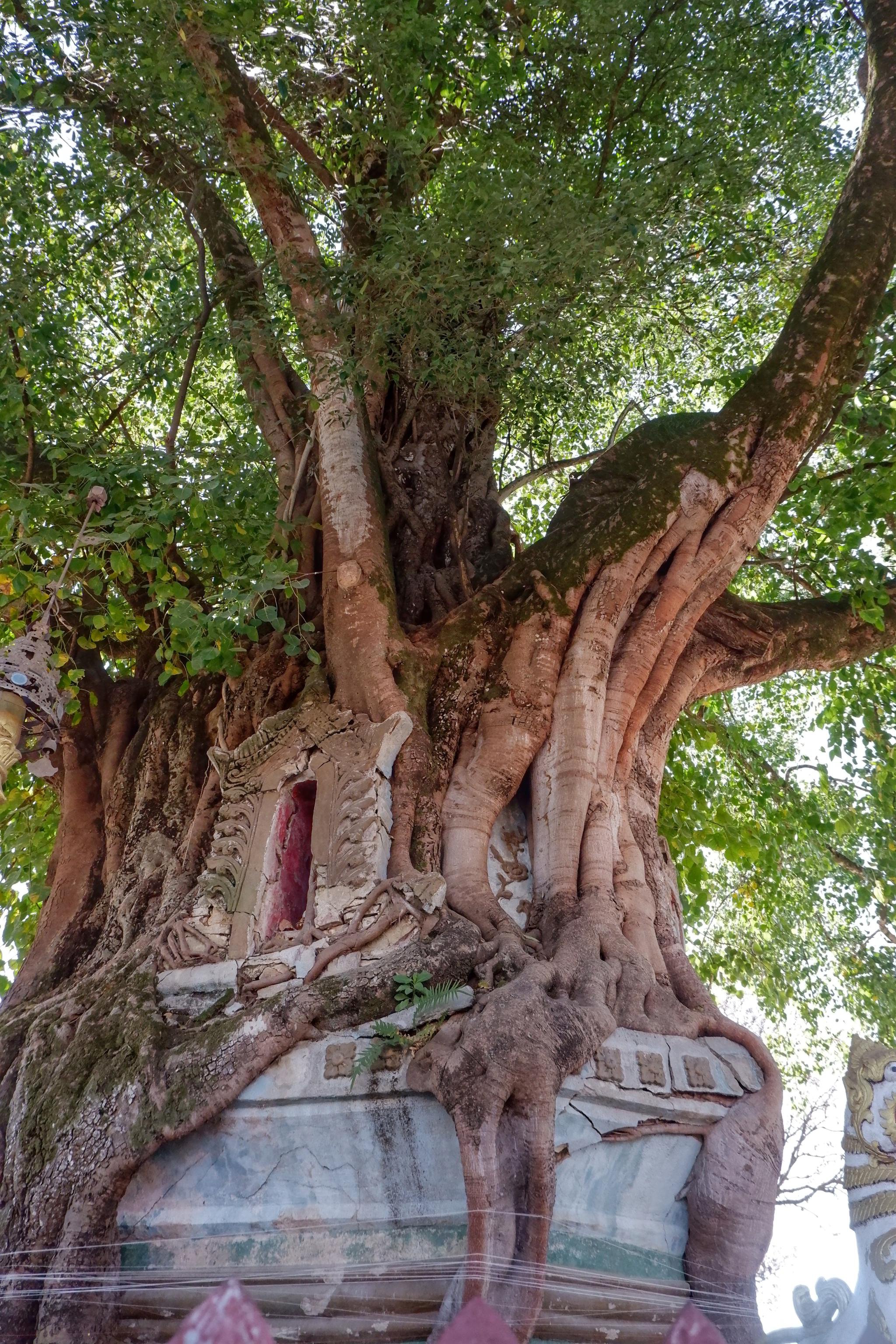 云南一棵大树长出了一座佛塔成为树包塔奇观引来众多游客
