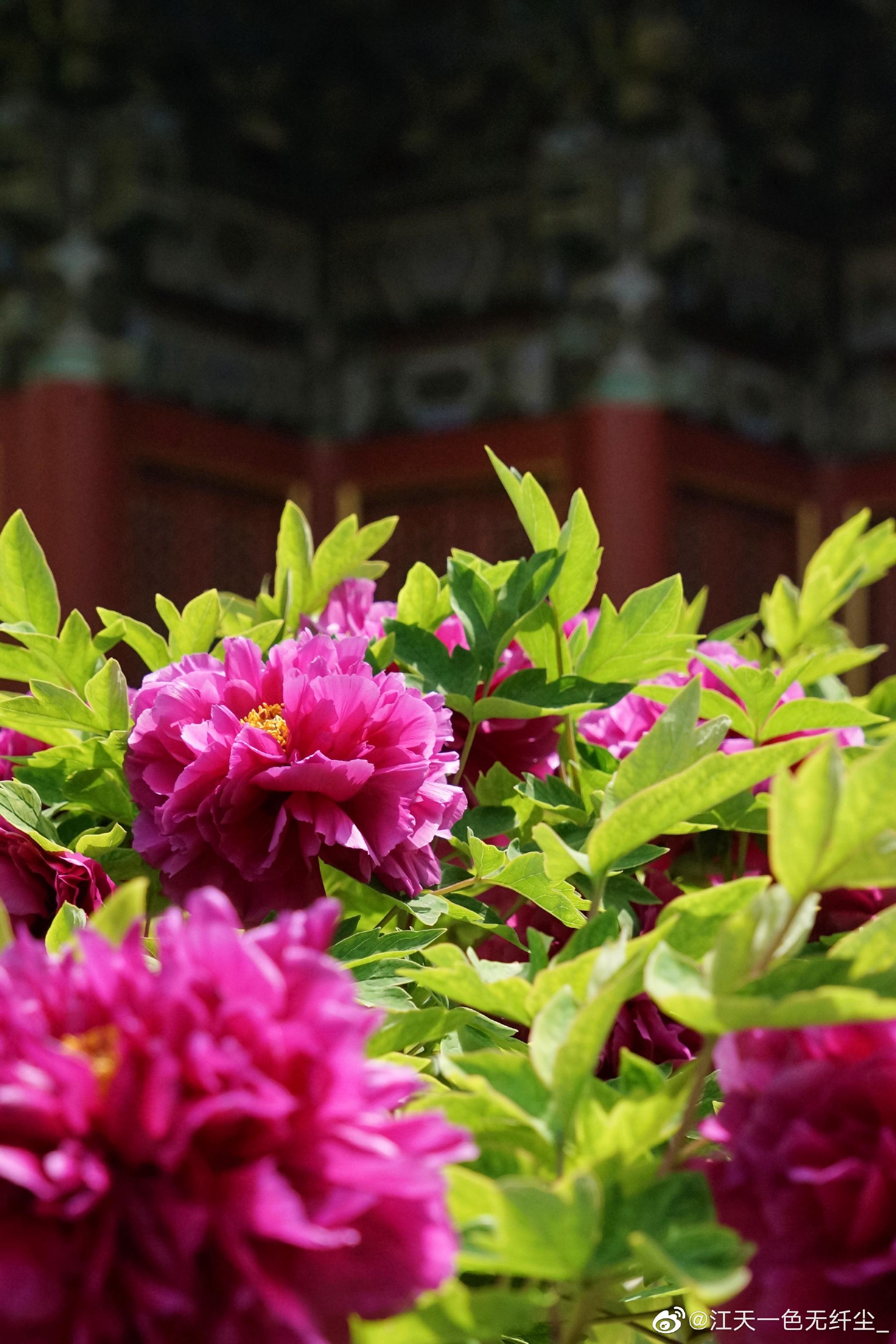 故宫牡丹花开__财经头条