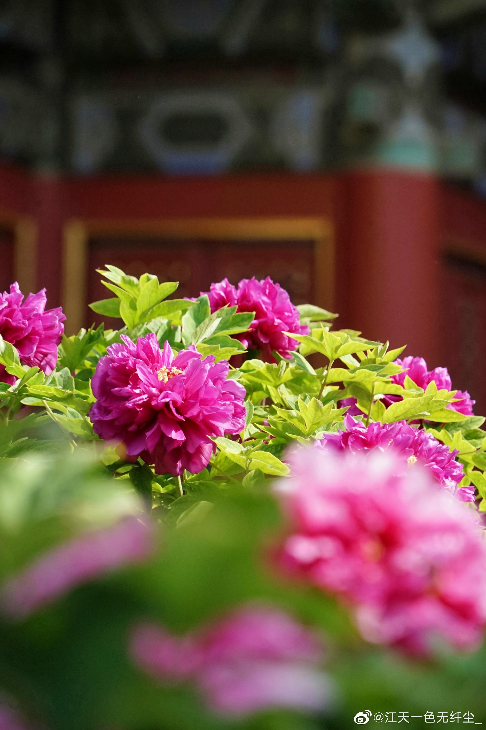 故宫牡丹花开__财经头条