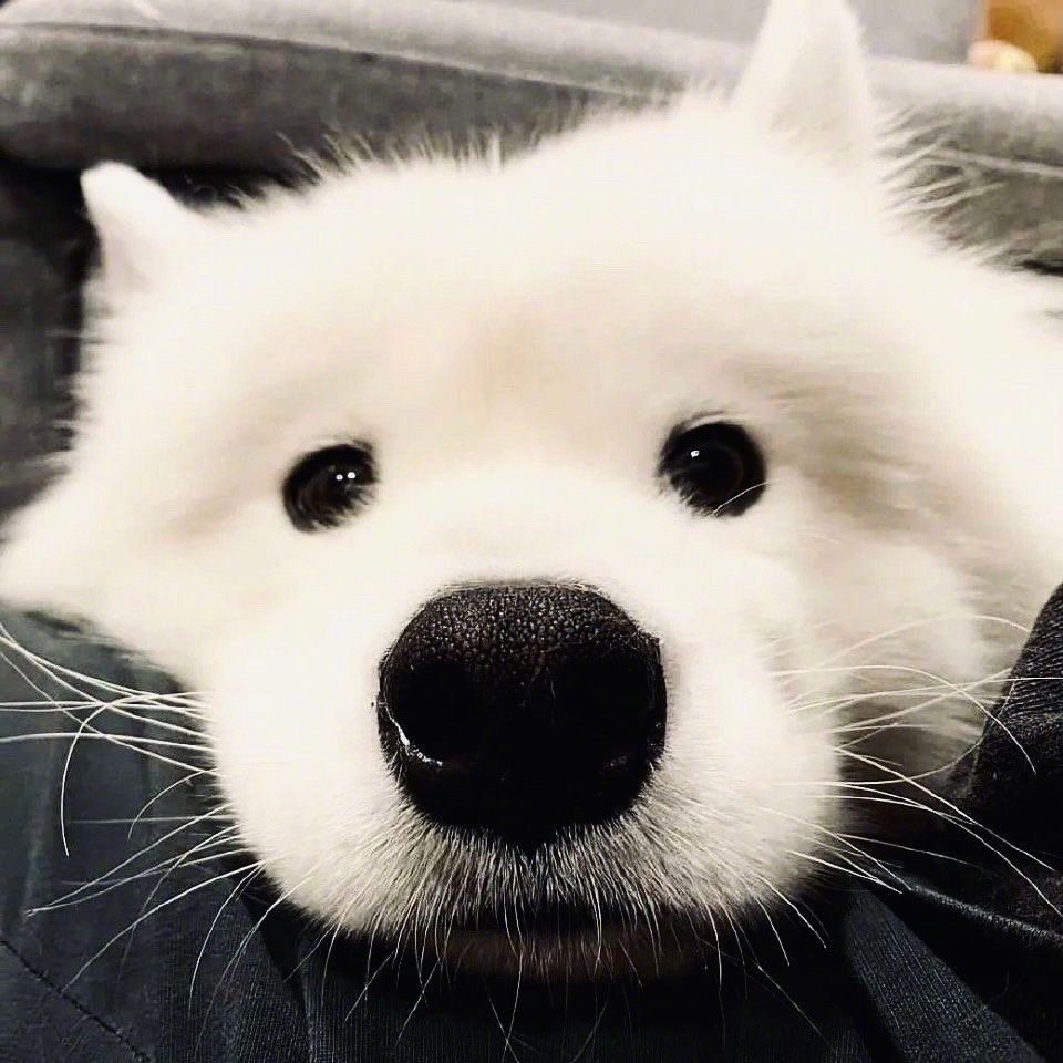 一组可爱的怼脸大头照