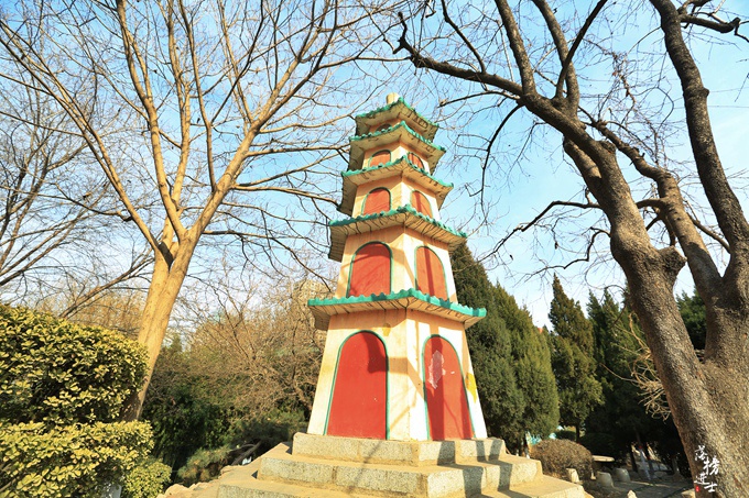 石家庄平安公园腊梅花开腊梅飘香迎新春众多市民前来赏花