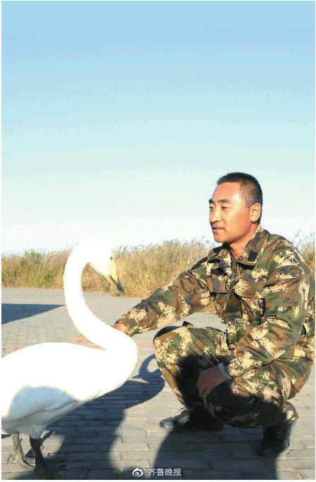 护鸟人请假回家探亲 天鹅在山东被救助不吃不喝等恩人休闲区蓝鸢梦想 - Www.slyday.coM