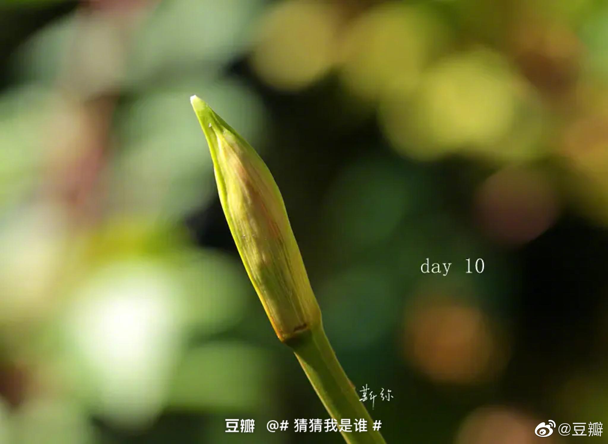 Nerine Bowdenii 石蒜科纳丽花属 Nerine Bowdenii 石蒜科纳丽花属