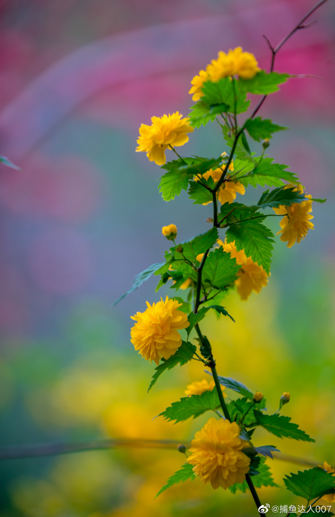 一组黄花寄哀思----重瓣棣棠花