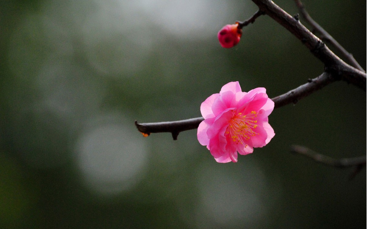 傲骨寒梅70壁纸