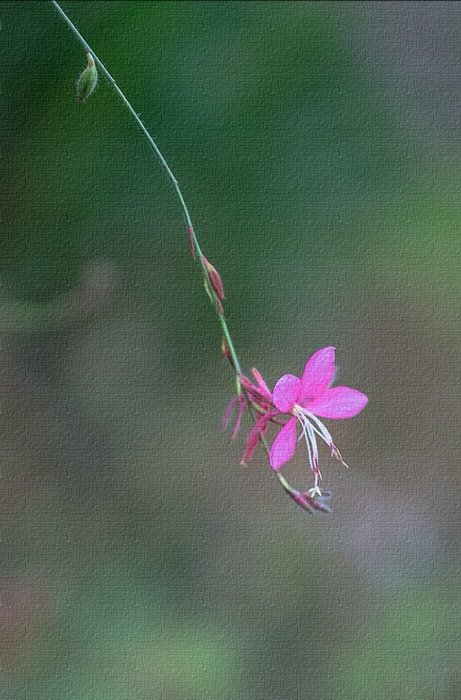 春阴垂野草青青 时有幽花一树明