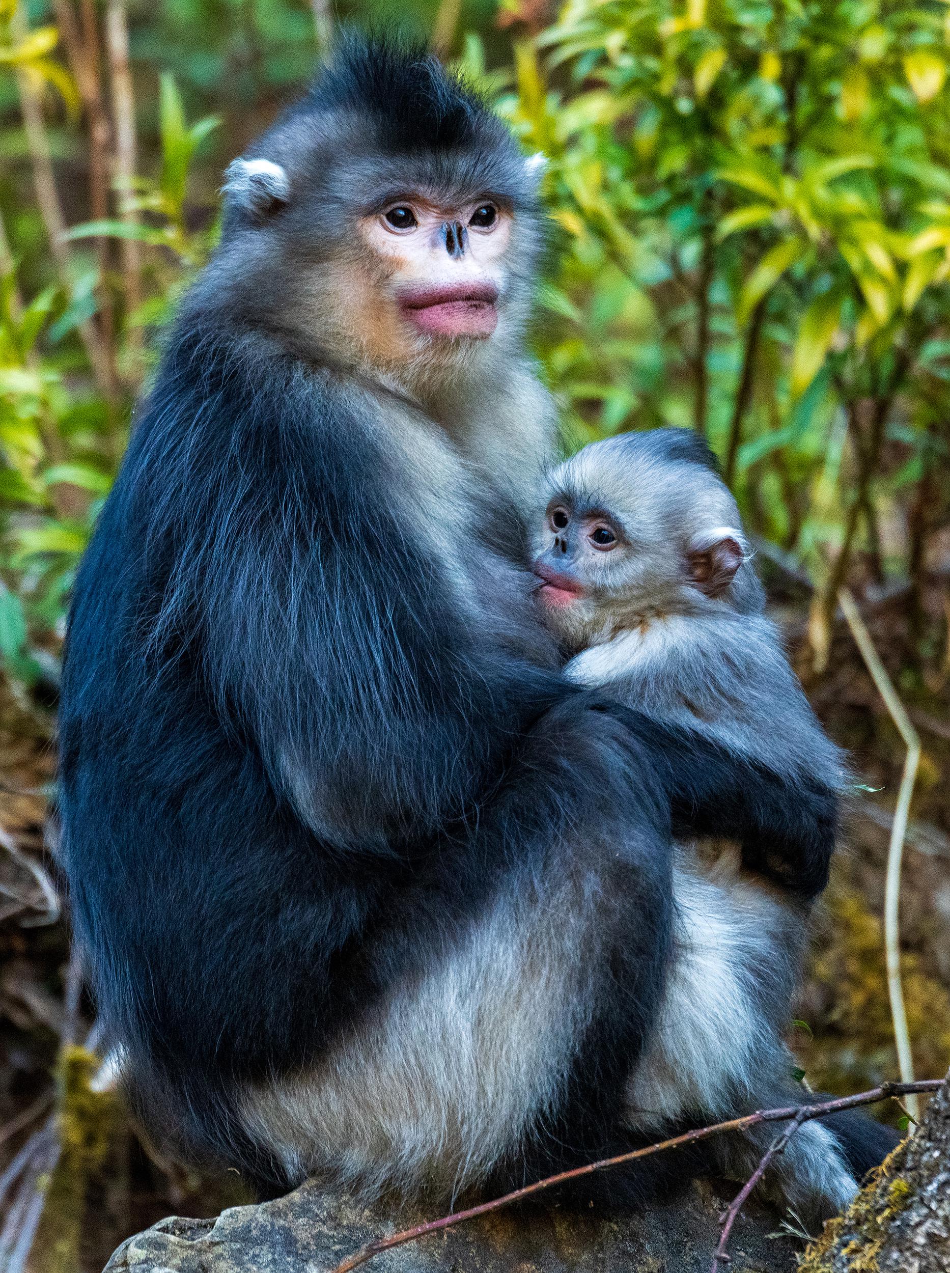 野生滇金丝猴云南仰鼻猴动作快活动背景乱