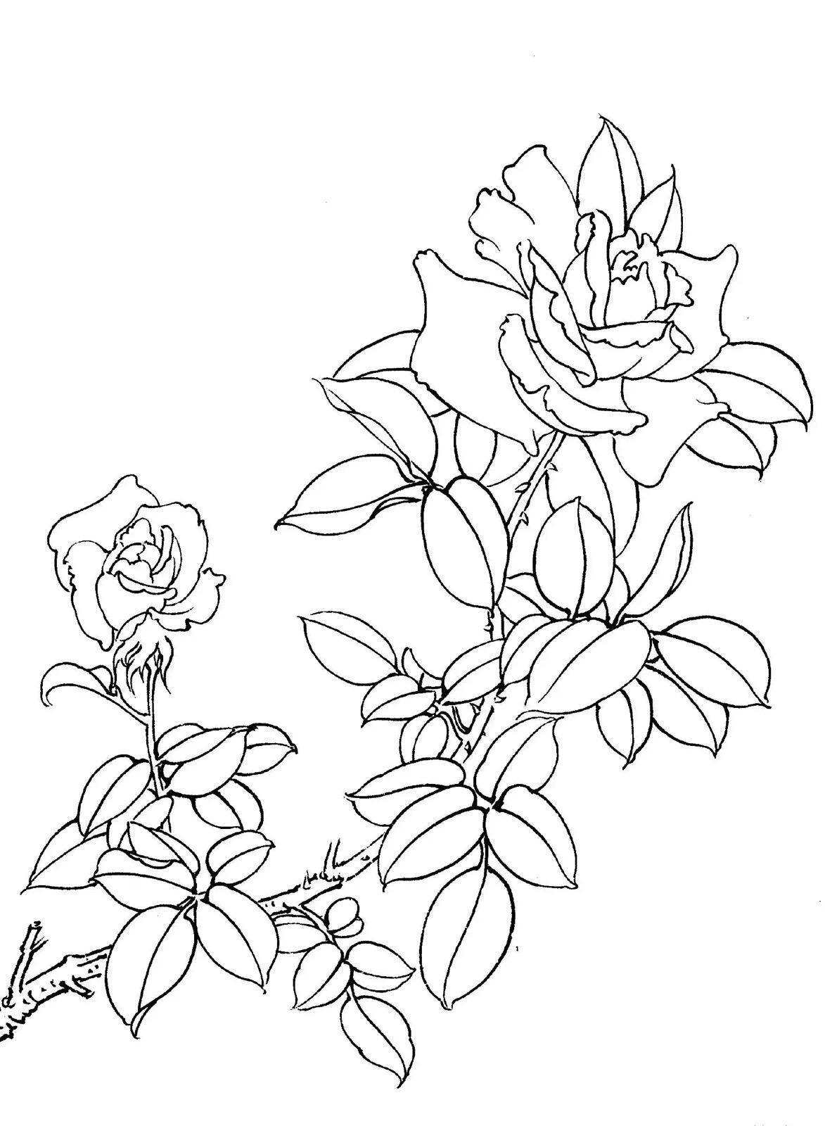 国画基础:工笔月季线描画谱