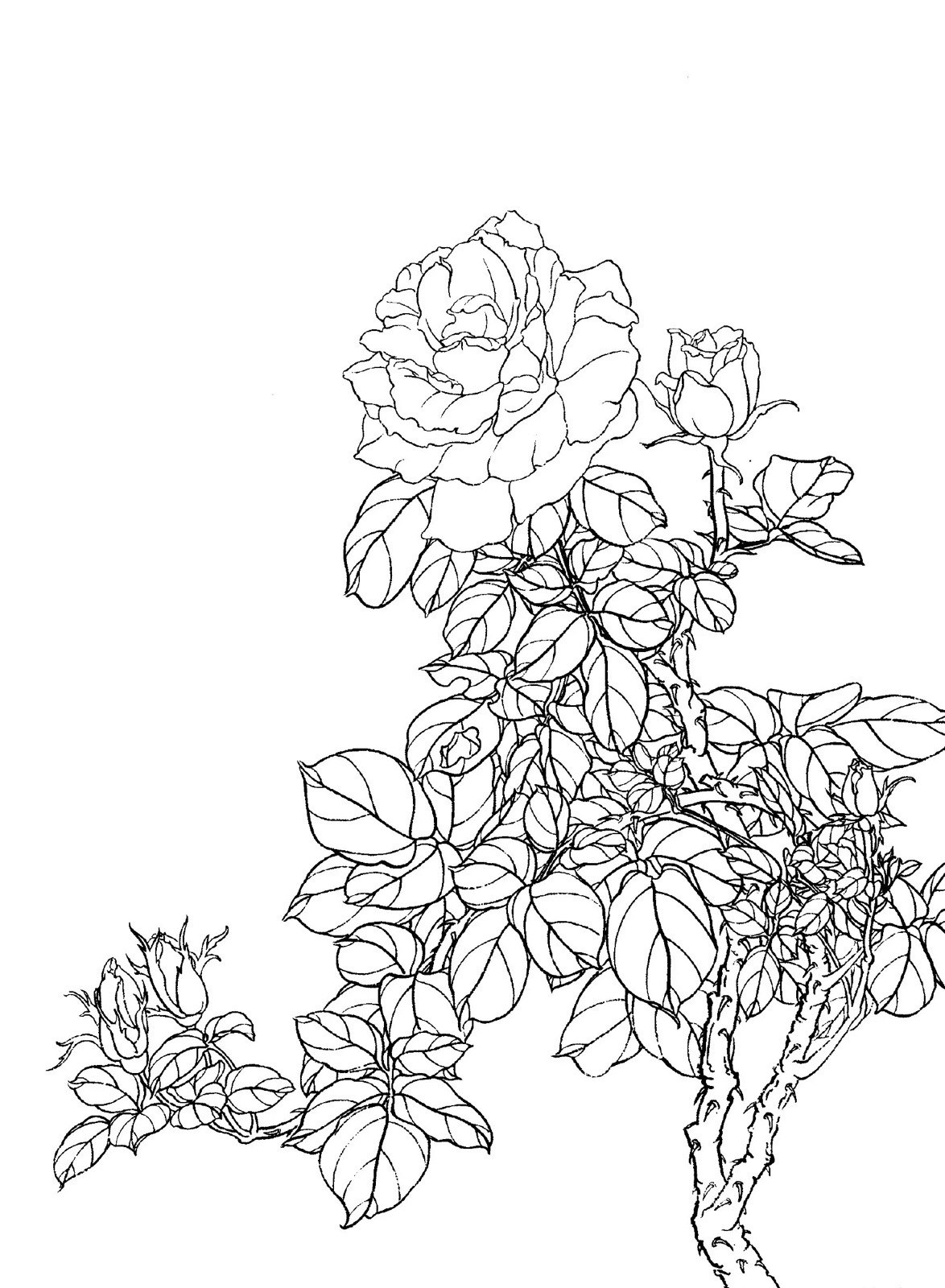 国画基础:工笔月季线描画谱