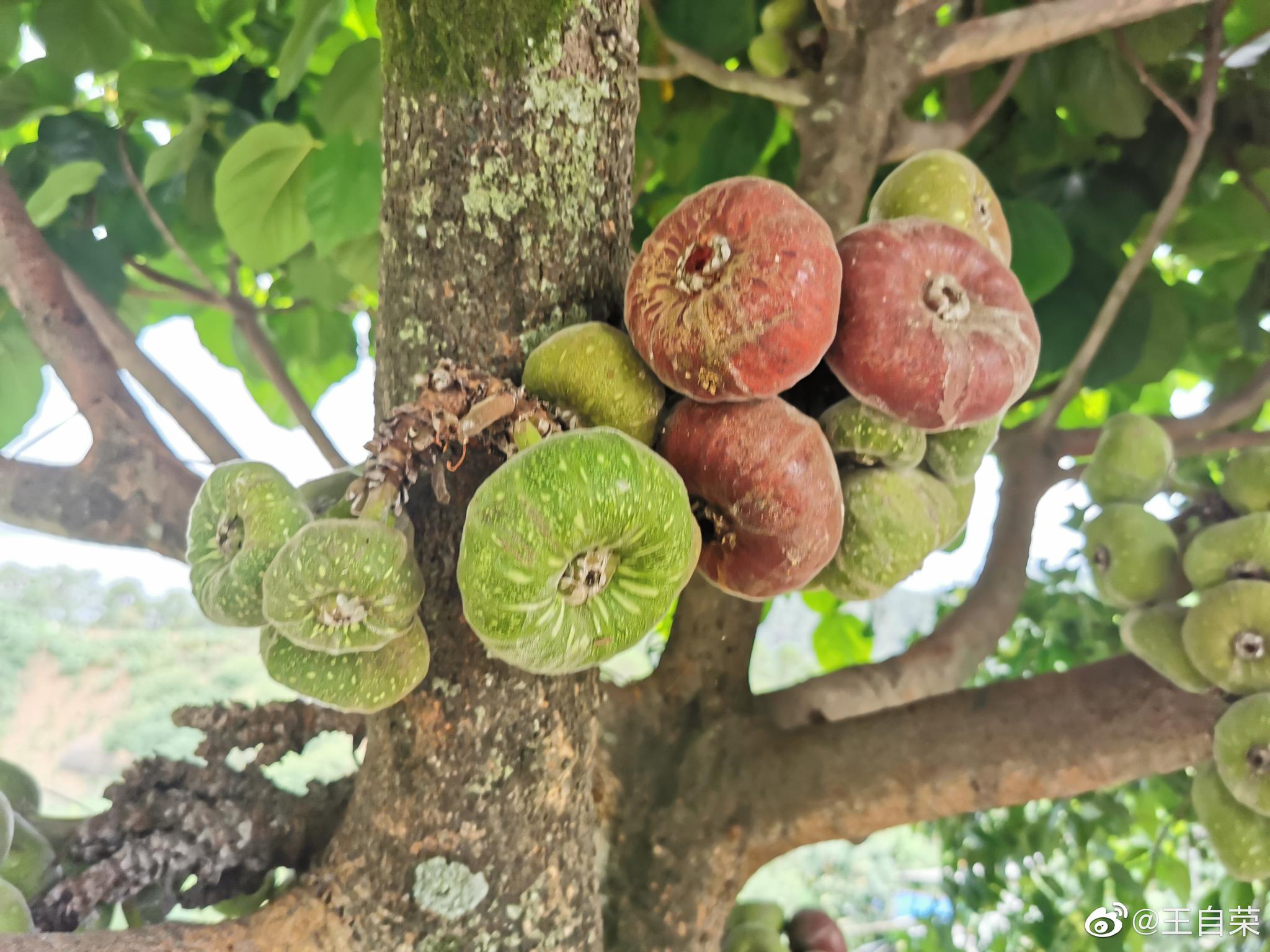 双江的无花果,有点像大果榕,第一次吃,味道还行。
