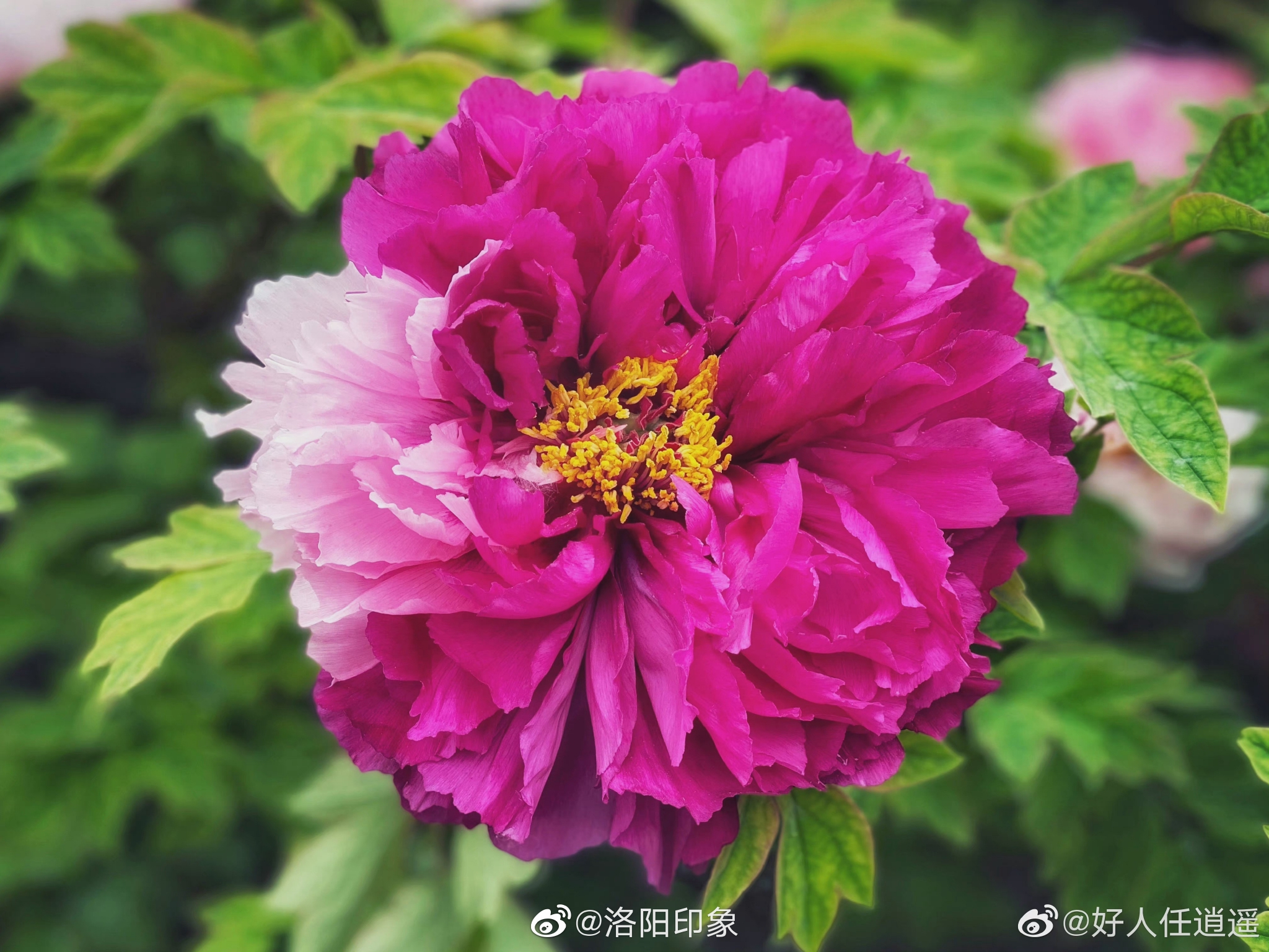 二乔牡丹,别名洛阳锦,牡丹名品种之一.落叶灌木……__财经头条