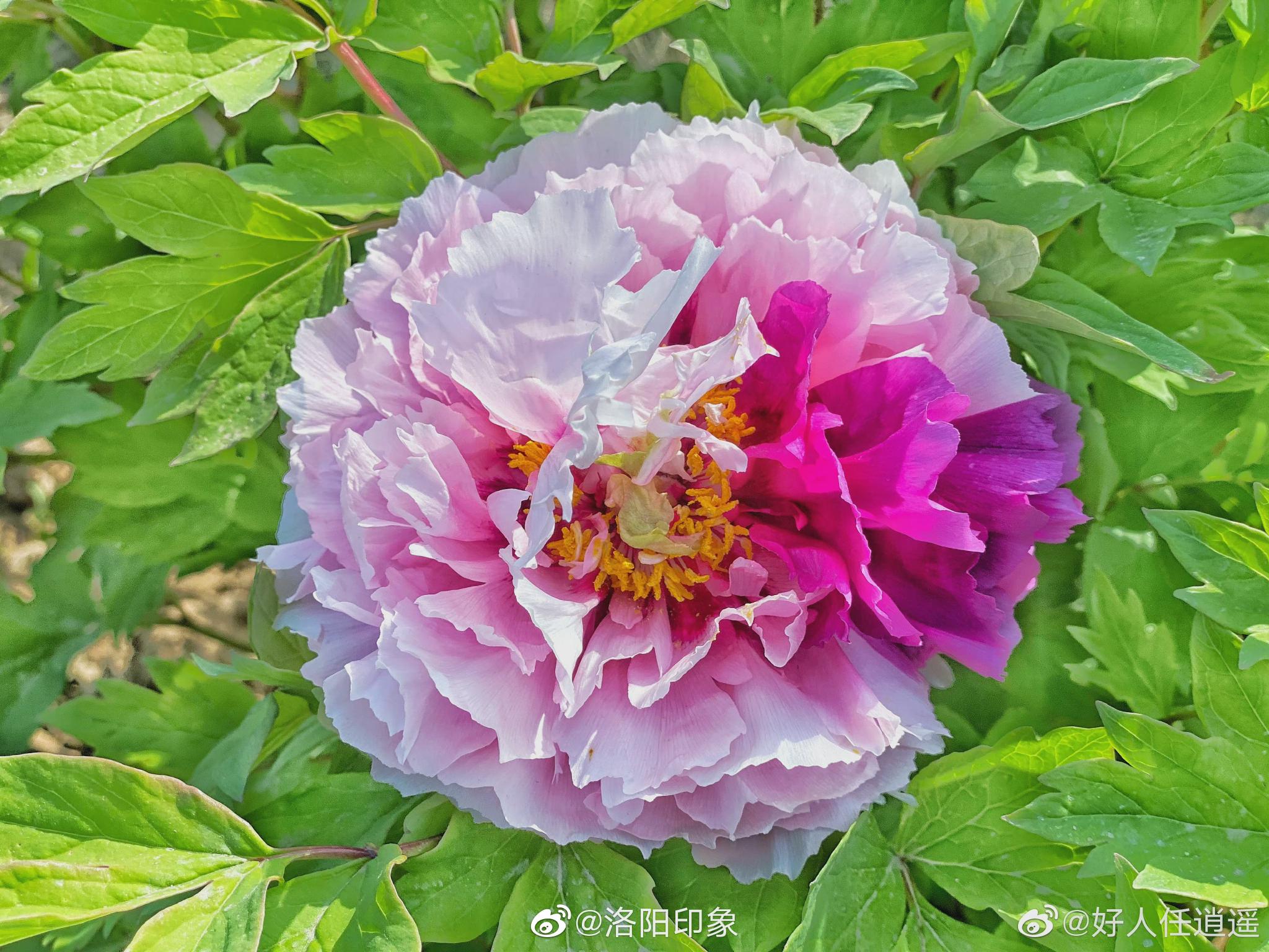 二乔牡丹,别名洛阳锦,牡丹名品种之一.落叶灌木……__财经头条