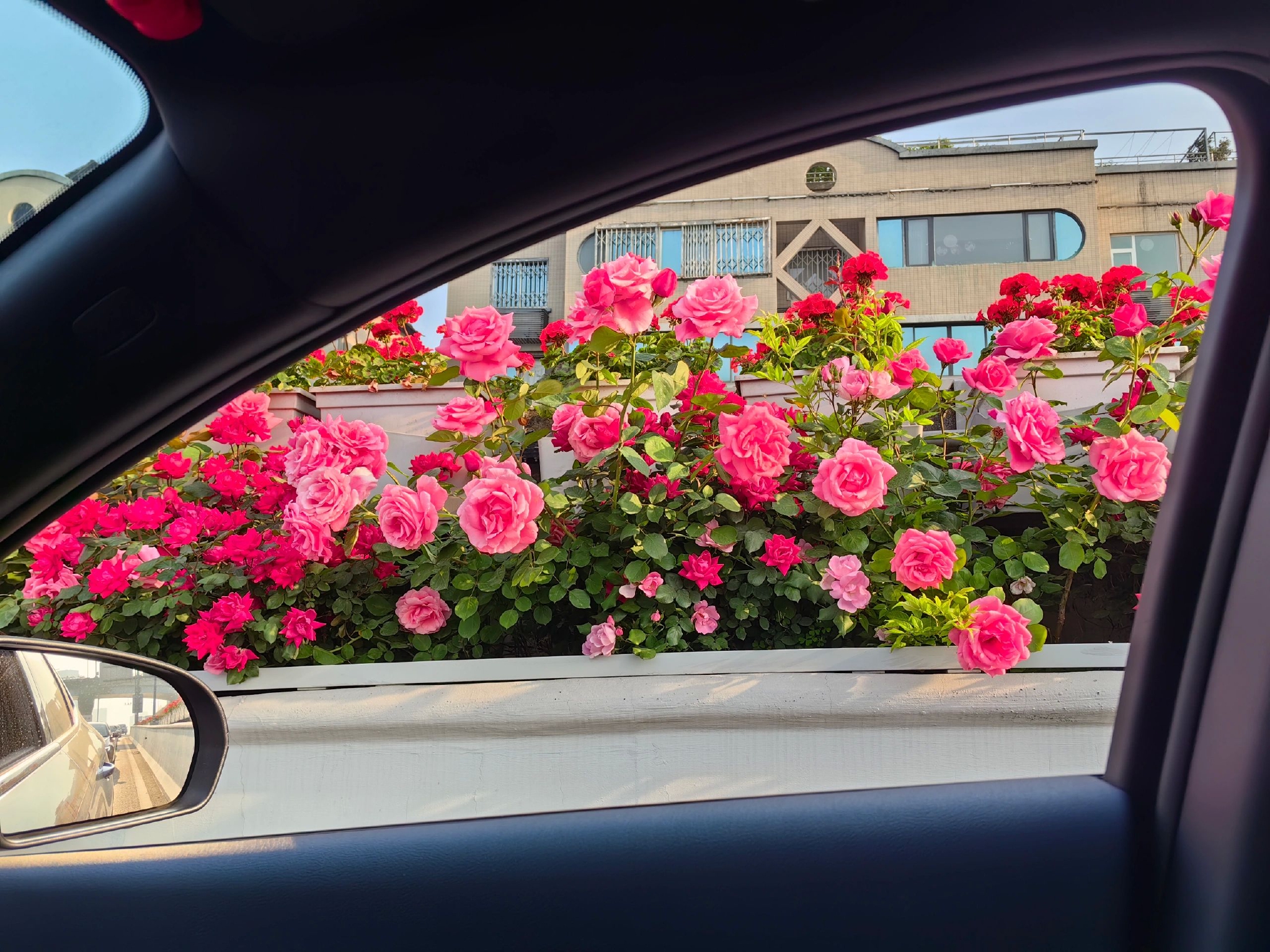 成都二环高架的玫瑰花路也太浪漫了吧!__财经头条