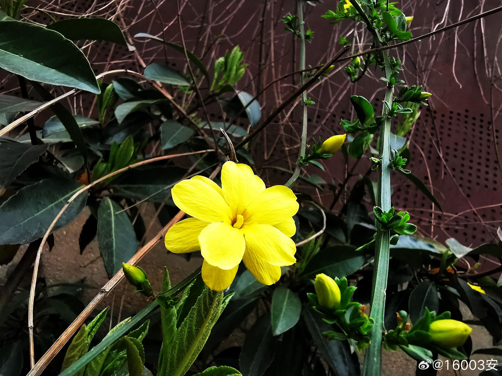 灿烂的重瓣迎春花,连枝条都是婀娜的