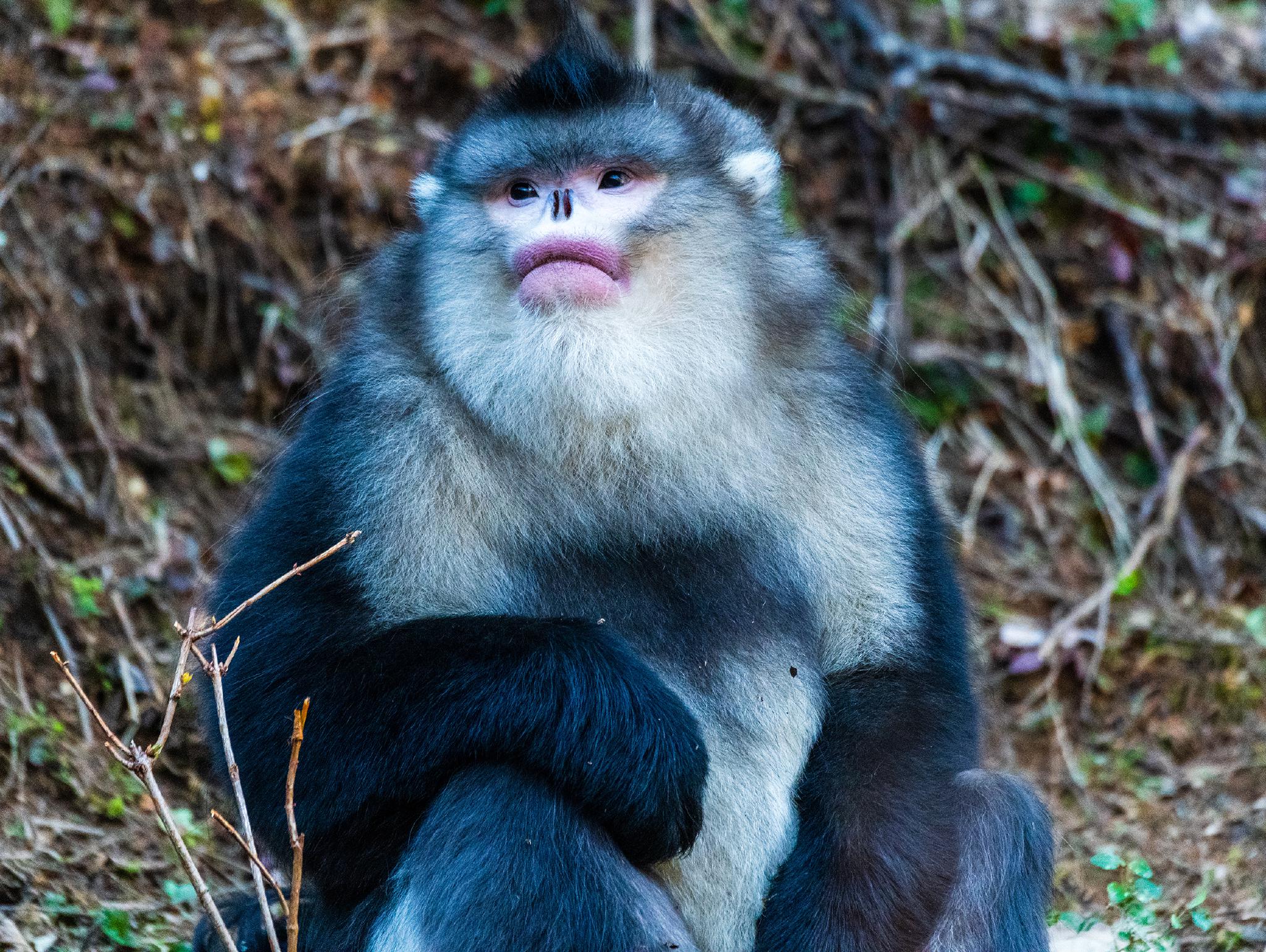 野生滇金丝猴云南仰鼻猴动作快活动背景乱