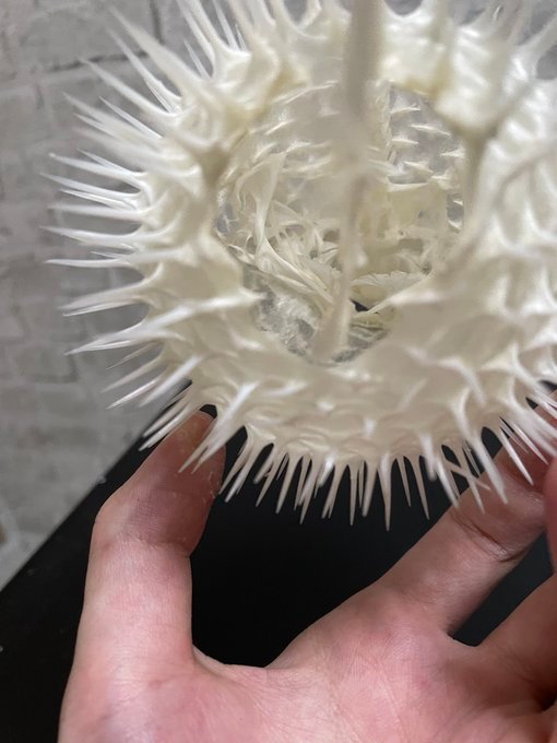 刺鲀骨骼标本(photo:inoshishinohito)|鲀|标本|骨骼_新浪新闻