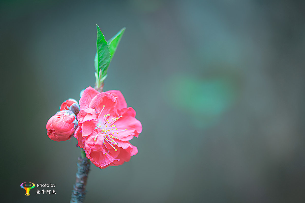 桃花依旧笑春风__财经头条