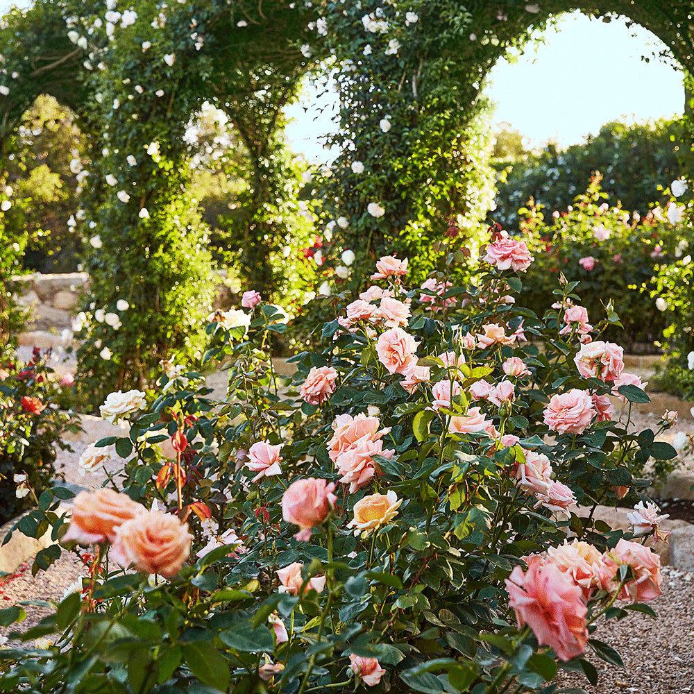 玫瑰花园_高清图集_新浪网