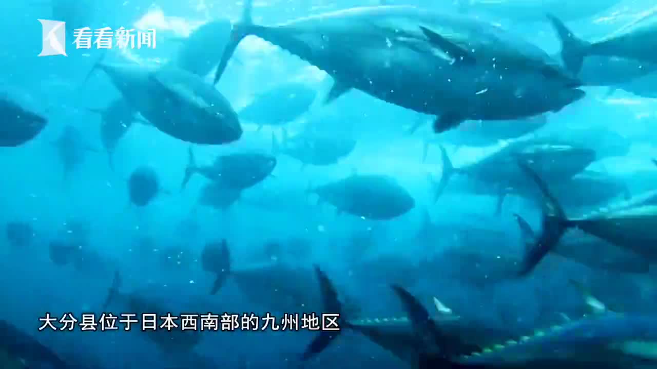 一次吃个够 日本大分县鲜鱼节登陆魔都