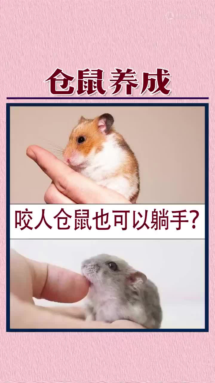 咬人仓鼠也可以躺手