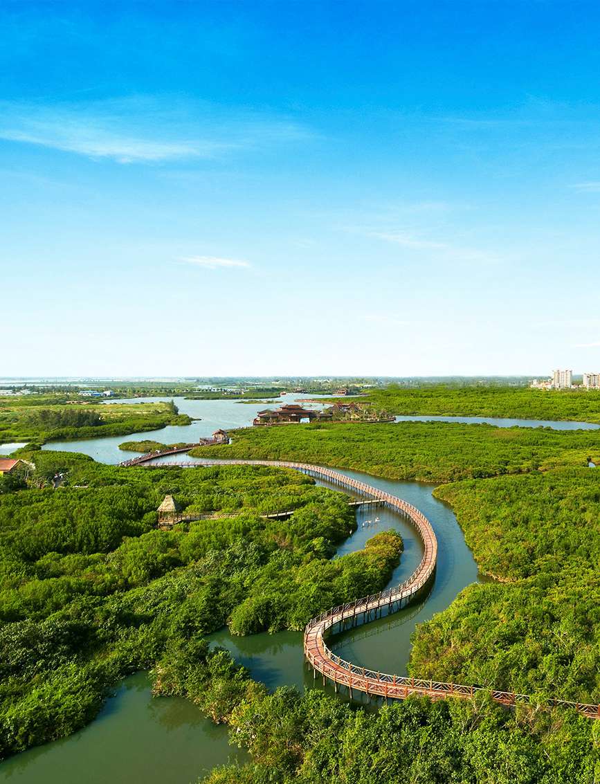 海南澄迈:红树林生态美 火烈鸟舞翩跹